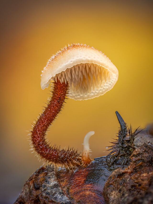 Barry Webb, Auriscalpium Vulgare. © Barry Webb
