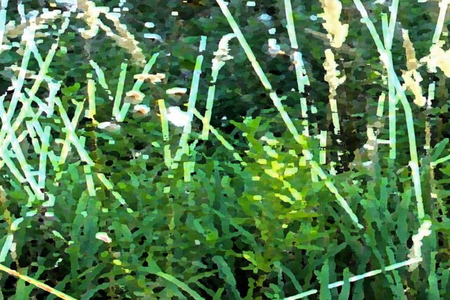 Greta Znojemsky, All Green#2, 2020, Digitalfotografie Digital Photography. © Greta Znojemsky