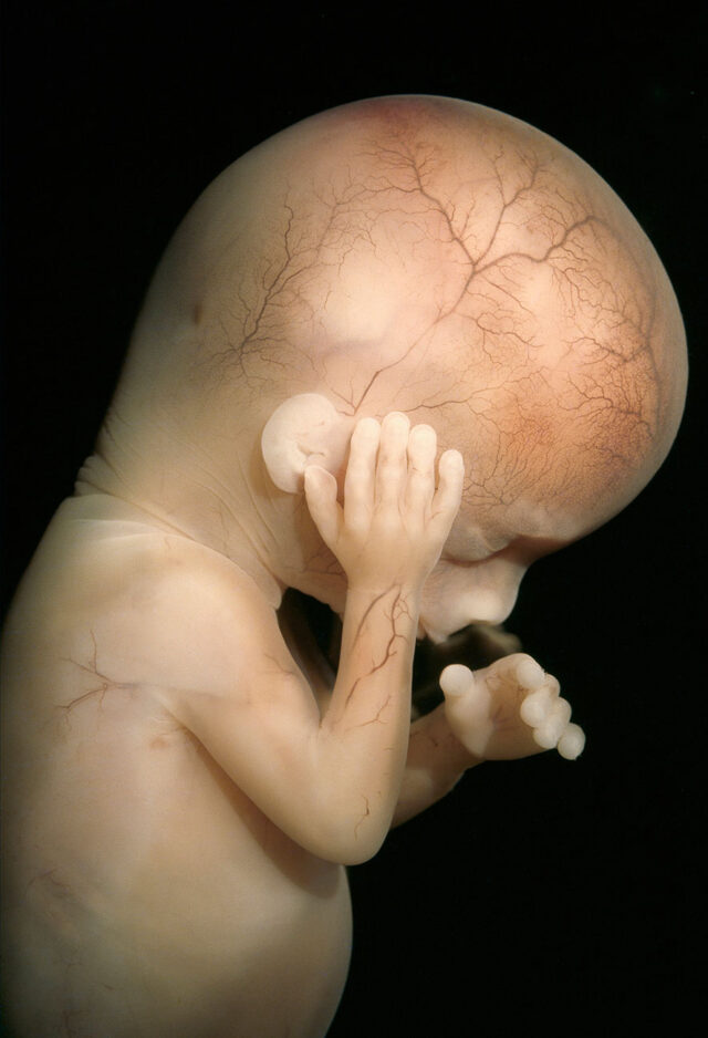 Luisa Ricciarini, Embryo in der vierzehnten Woche – Gehörbildung, 2019. © mdw – Universität für Musik und darstellende Kunst Wien (bis 2030), Bridgeman Images, Luisa Ricciarini